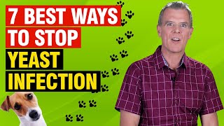 Itchy Dog Yeast Infection (5 ESSENTIAL Steps to Stop It)