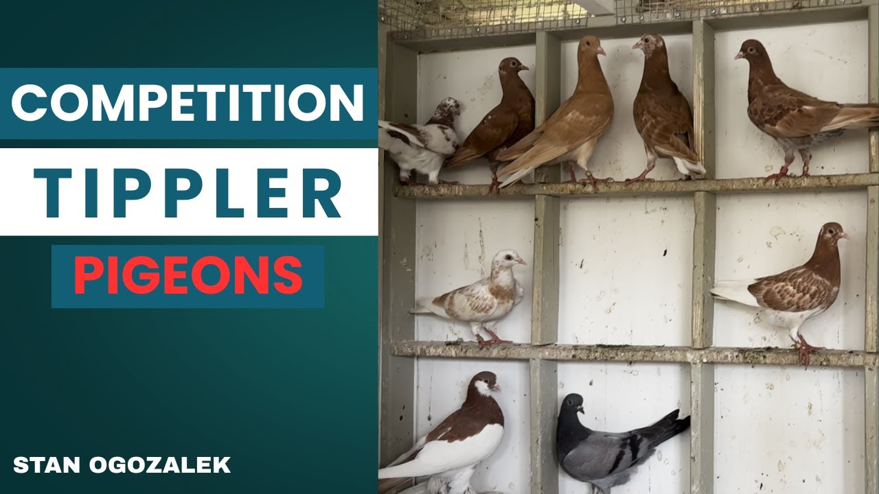 Competition Flying Tippler Pigeons - [Stan Ogozalek] - YouTube