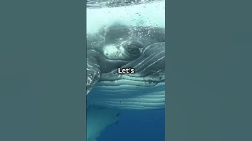 Whale Fin Tech: Smarter Wind Turbines for Small-Scale Energy! 🌊💨⚡