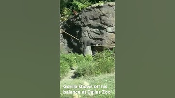 Gorilla shows off his balance at Dallas Zoo