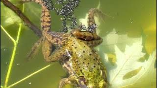 Frogs Fertilizing Eggs