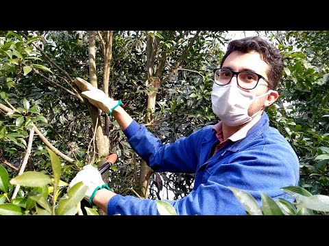 Vídeo: Poda De Pinheiros (17 Fotos): Como Fazer Nivaki De Pinheiro Silvestre Com As Próprias Mãos? Esquemas De Poda. Como Podar árvores Para Torná-las Viçosas?