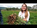 Barbechos de CACAHUATE en Zacatecas - ALMA Coronel