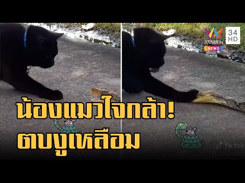 เจ้าเศรษฐี น้องแมวดำใจกล้าตบงูเหลือมหลายป้าบ