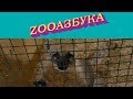 "ZooАзбука". Носухи.