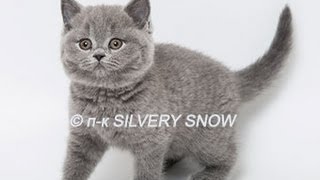 Британский котенок голубого окраса. Phoebe Silvery Snow. Британский котенок голубого окраса. Phoebe Silvery Snow.