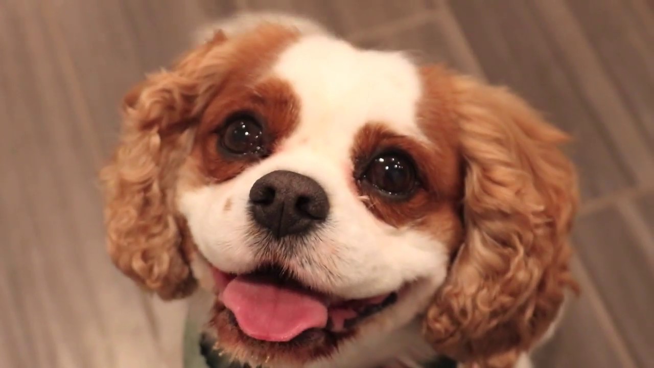 Shake it Pup! Dog Food Seasoning - YouTube
