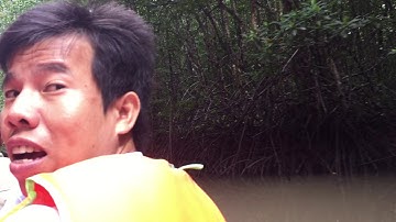 Trải nghiệm đi Ca nô trong rừng U Minh (P2)