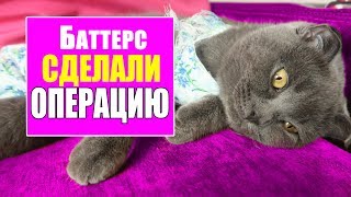 СДЕЛАЛИ ОПЕРАЦИЮ - КУДА ПРОПАЛА БАТТЕРС ? СДЕЛАЛИ ОПЕРАЦИЮ - КУДА ПРОПАЛА БАТТЕРС ?