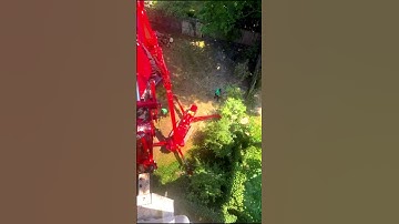 Safe Tree Removal Near Power Lines & Fence | KD Tree Service🌳⚡