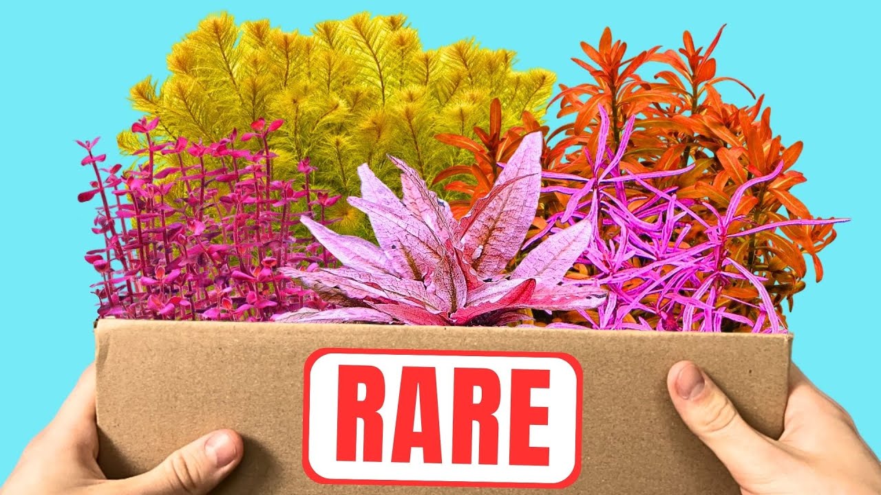 I Ordered The Most Colorful Aquarium Plants!!!