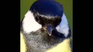 синица #синица #синичка #tiktok