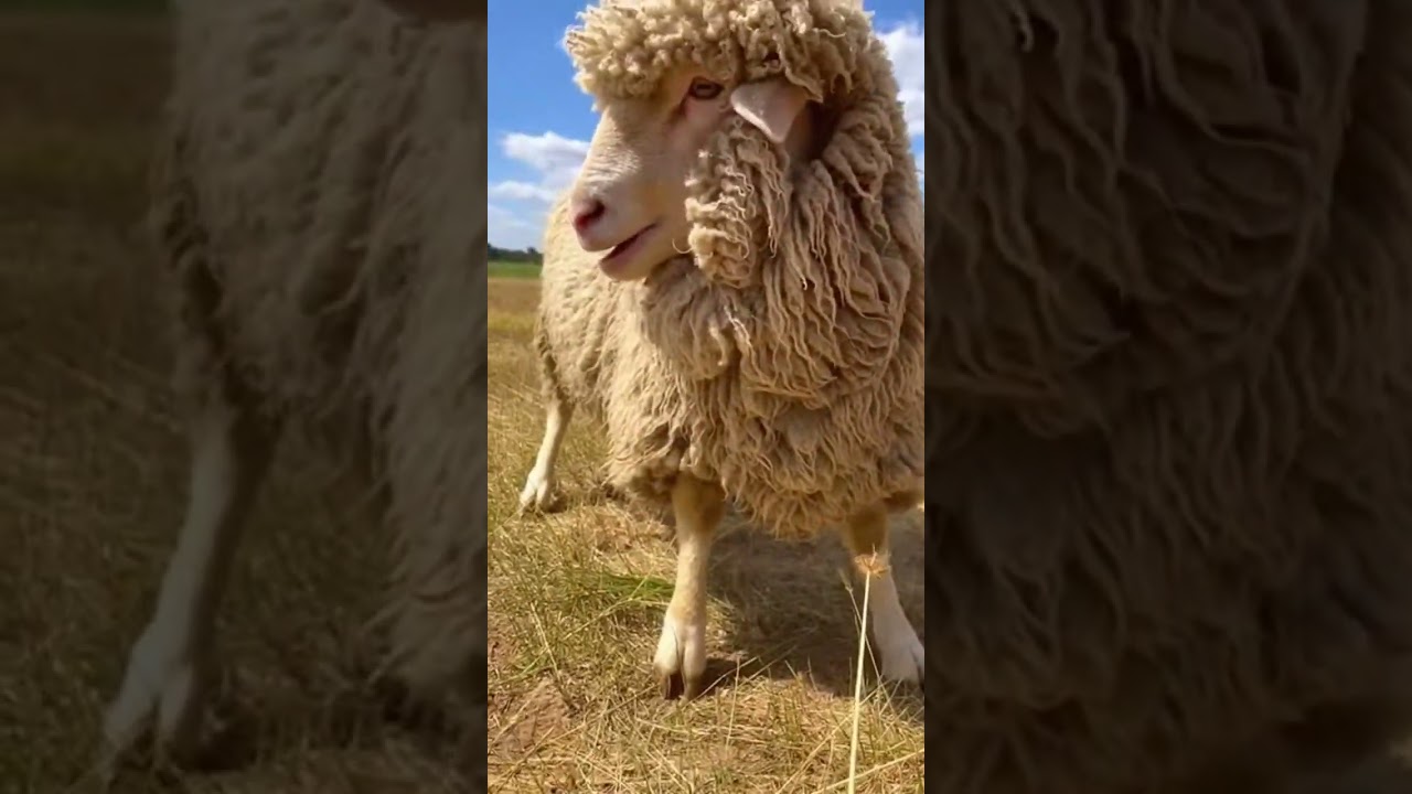 Will anyone come to save the sheep from the lurking wolf attack 