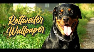 rottweiler wallpaper screenshot 2