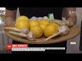 Ціна користі: скільки коштує часник, лимони та імбир в різних регіонах України