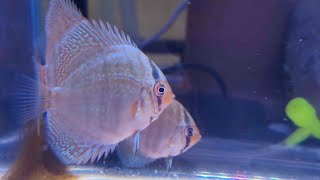 Discus growth 0 to 4 months