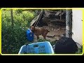 【衝撃】飼い主が亡くなり取り残された犬たちの運命は…！？飼い主の家族達は犬がどうなろうと全く関心がない人たちだった…【世界が感動！涙と感動エピソード】