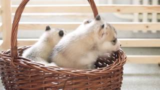 Day 26: Husky puppies