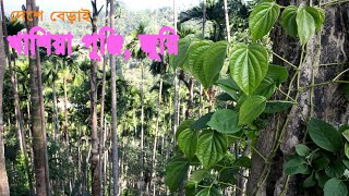 deshe berai-khasia punji, jhuree। দেশে বেড়াই- খাশিয়া পুঞ্জি, জুরি