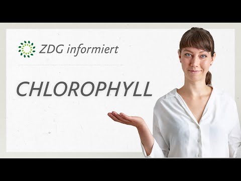 Video: Wo befindet sich Chlorophyll?