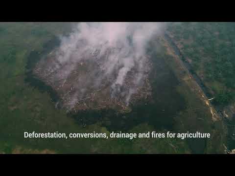 Indonesia- How one project in Indonesia is restoring Peatlands to help tackle climate change