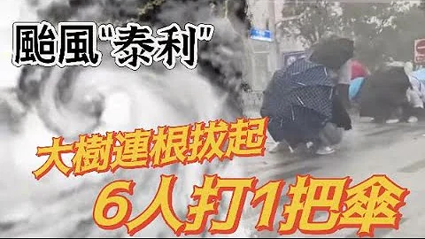 台风“泰利”过境｜6人打1把伞　大树连根拔起 - 天天要闻