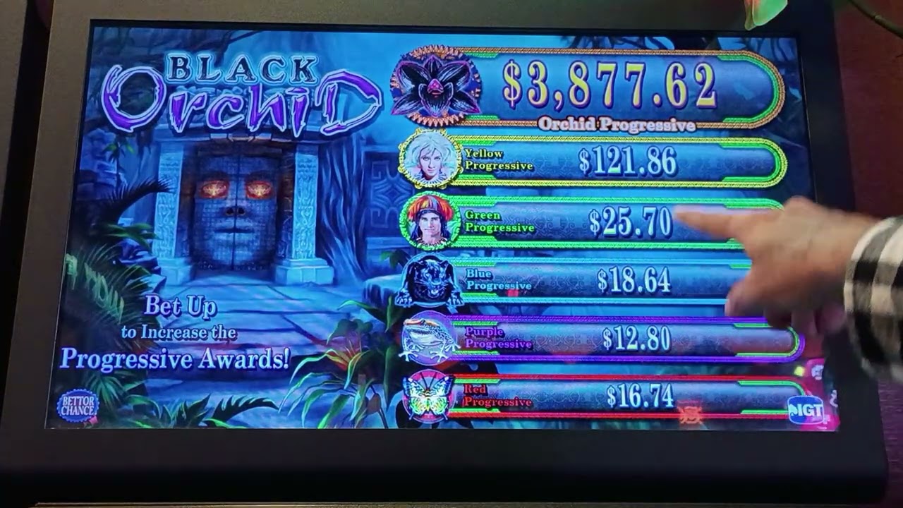 Black Orchid Surprise!