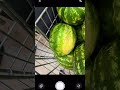 Yapay zeka karpuz seçerse ne olur?