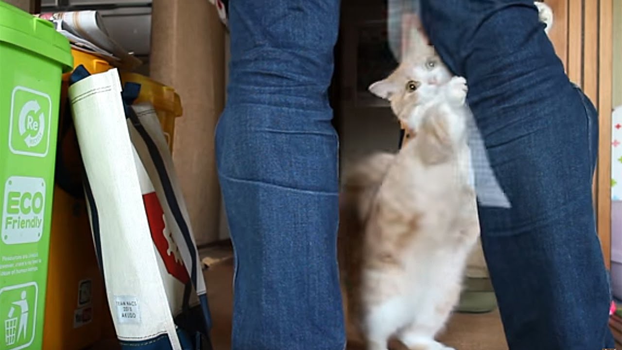 tackle unscramble ネコもさるもの!猛烈タックル練習~Cat to practice tackle~マンチカン菊之助