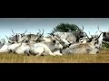 Szomor Farm - The Hungarian Grey Cattle - Apajpuszta