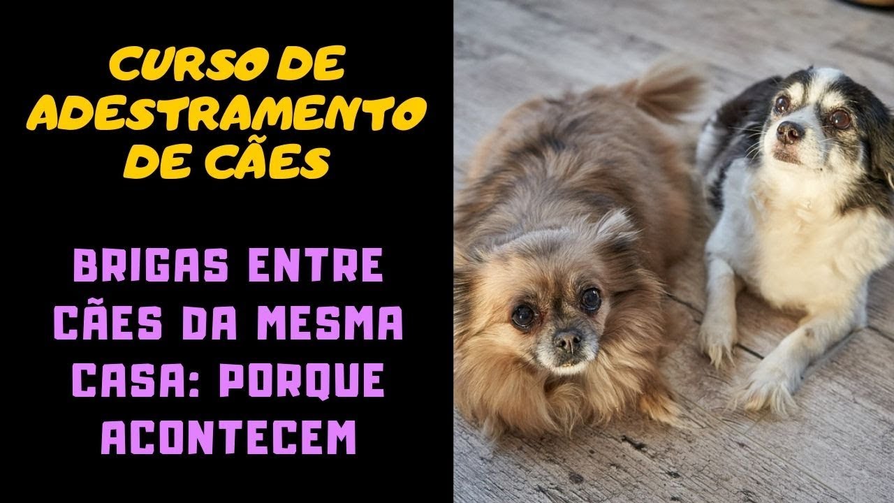 Curso de Adestramento de Cães – Brigas Entre Cães da Mesma Casa: Porque Acontecem