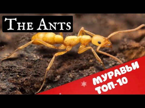 Видео: Топ-10 муравьев. The Ants. Underground kingdom.