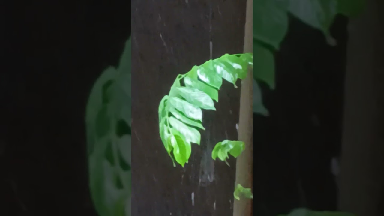 full taz barish💚💚💚💚💚💚💚💚💚💚💚💚💚💚💚💚💚💚💚💚💚💚 