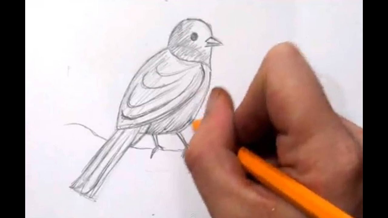 How to draw Willow Ptarmigan - State Bird of Alaska