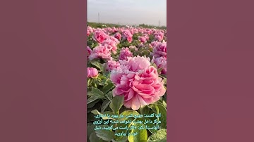 #سورة_البقرة #آیه صد و یازدهم #تلاوت_زیبای_قرآن #سورة #بقرة #البقرہ #کلام_خدا #قرائت_قرآن #تلاوت