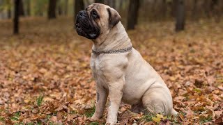 Bullmastiff For 1st Time Owner!  is it safe?  Dogmal