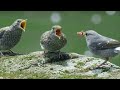 Bird feeding its young