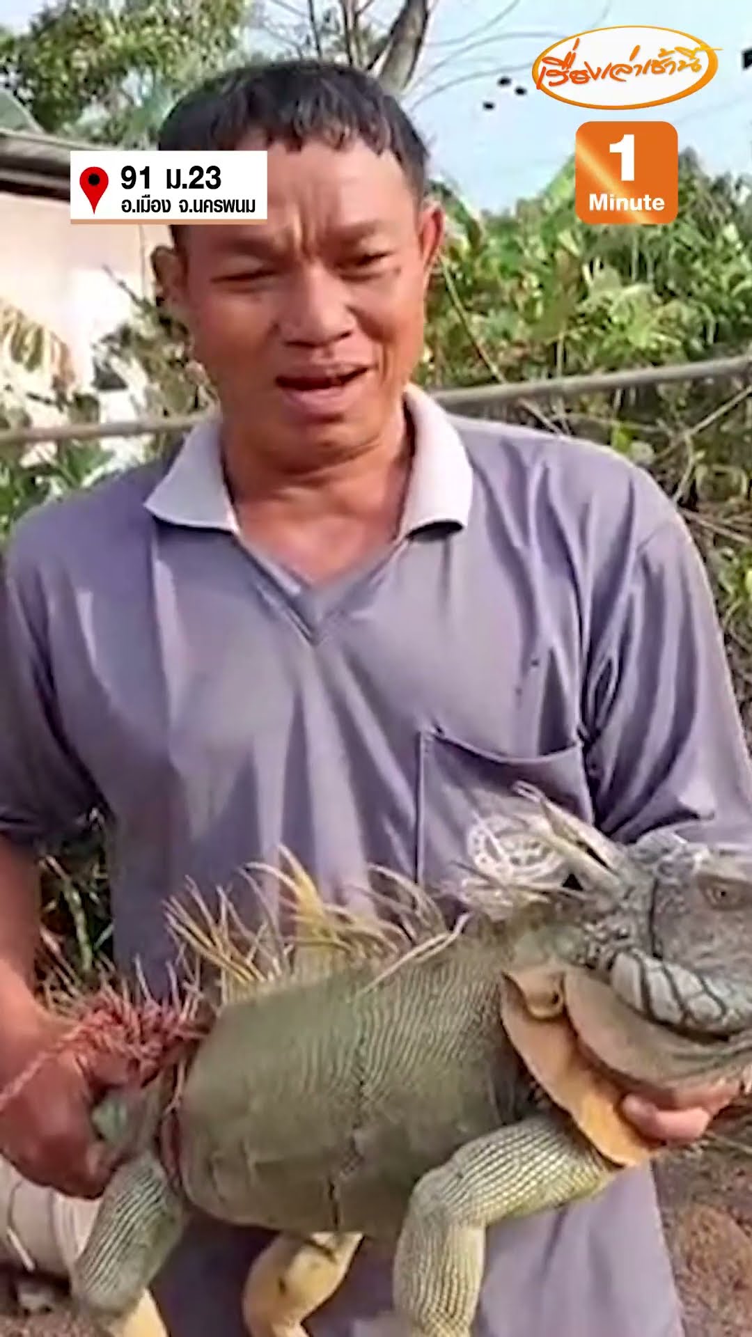 ชาวบ้านแตกตื่น “อีกัวนา” ยาว 1.60 เมตร โผล่กลางทุ่งนา