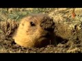 Marmots in Kazakhstan part 1