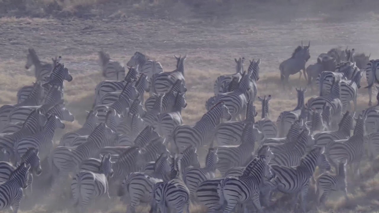 Why do zebras have stripes? YouTube