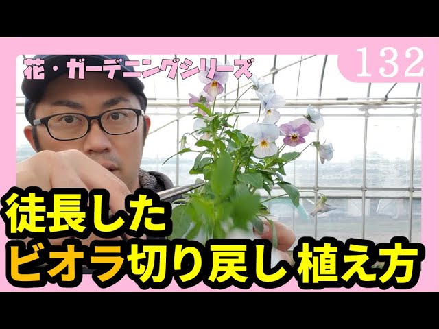 ビオラの切り戻し 摘心 ピンチの方法と植え方解説 園芸 ガーデニング ｂｙ園芸チャンネル 132 Youtube