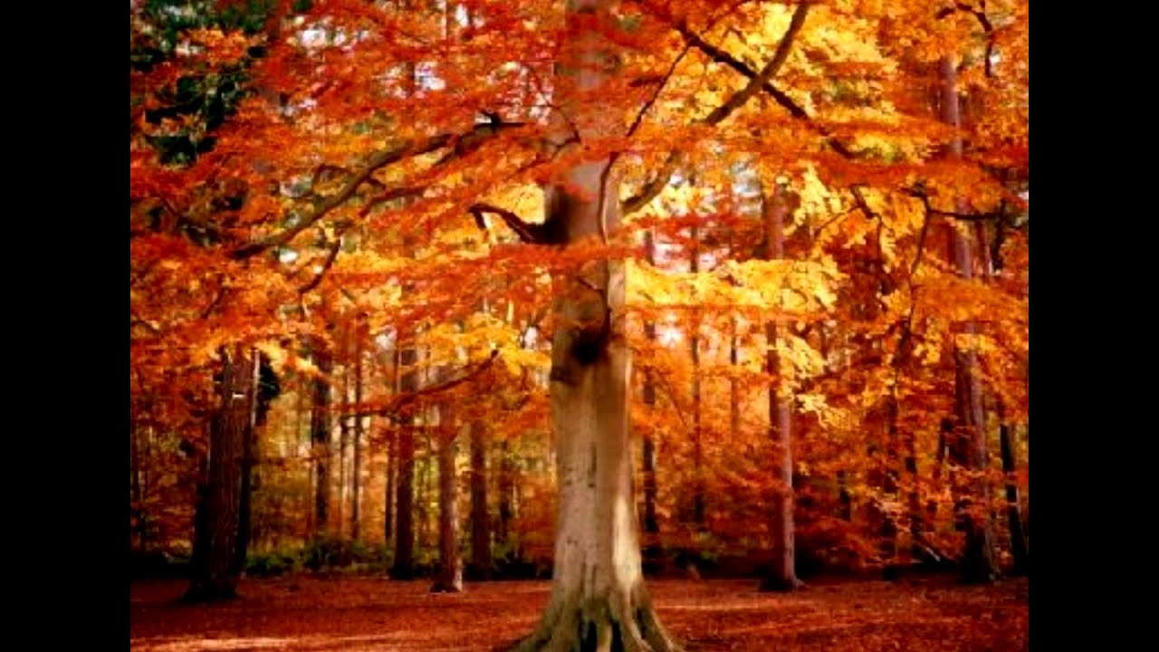 Vivaldi, Les Quattro stacions -Otoño-