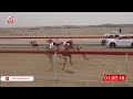 ش 12 كرم لـ سعيد سليم بالاسود العامري 2 08 شارة الصندوق 2026 04 04 فطامين سويحان