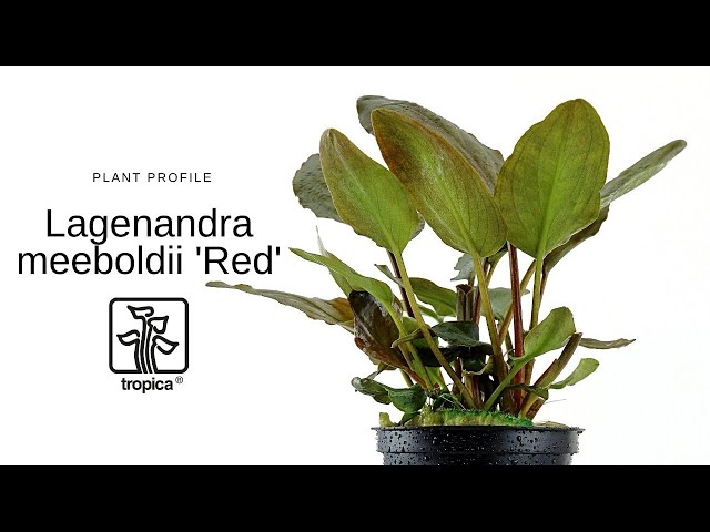 Watch Lagenandra meeboldii "Red" on YouTube.