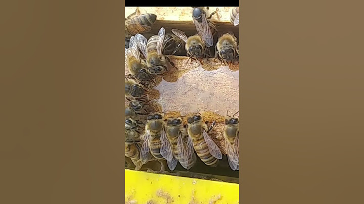꿀을 빠는 꿀벌