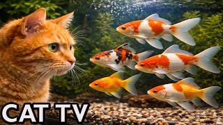 🔴 LIVE Cat TV for Cats to Watch 🐠 Relaxing Fish Aquarium (4K, No Music)