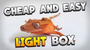Super Easy And Cheap Light Box For $10! Great for Reptile Photography!
