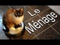 Le mnage  parole de chat