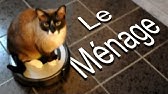 Duel De Gros Mots Parole De Chat Youtube Duel De Gros Mots Parole De Chat Youtube
