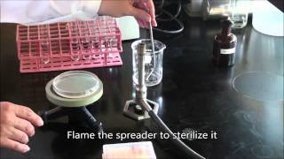 Spread Plating